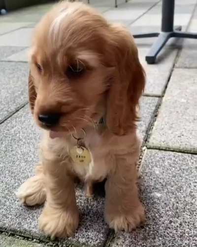 Adorably cut screams