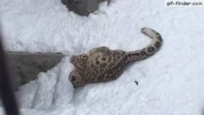 Big cat playing with a ball