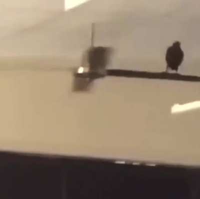 Birb