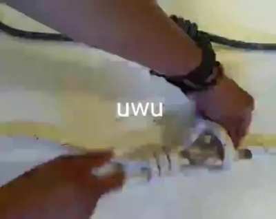 noose speedrun