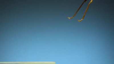 Insects take-off in slow motion!