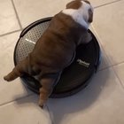 sIcK fUcK fOrCeS dOg’S hEaD iNtO wAlL