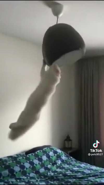 Not my cat, not my video but it still hurts my soul