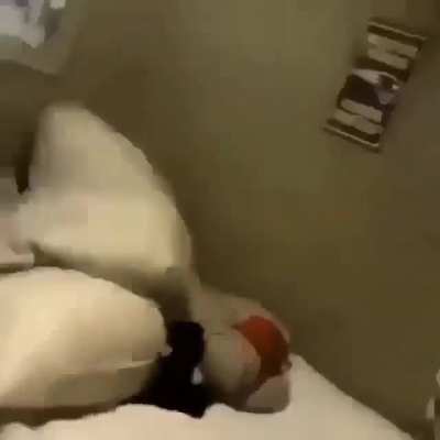 Bonk