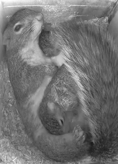 Squirrel mother