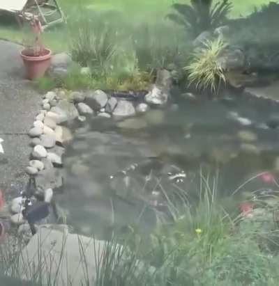 The way they circle around in the water!