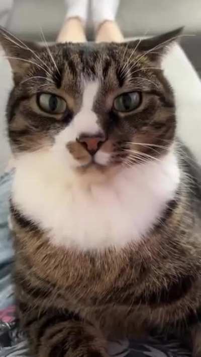 Do not the cat