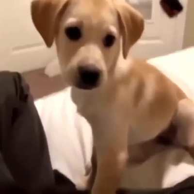 Good boy