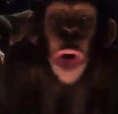 dont... hype... the chimp