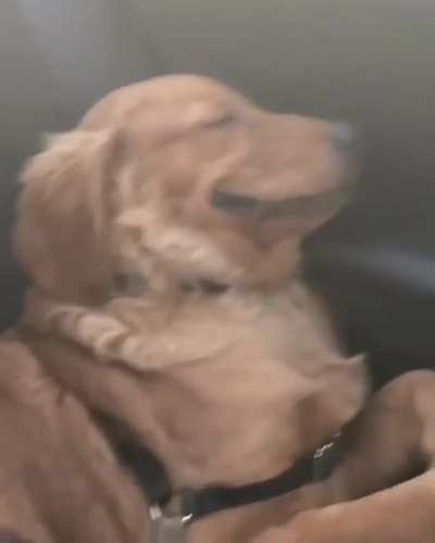 When You Know You’re The Goodest Boy, Even In Your Dreams