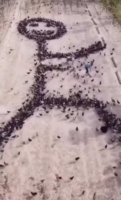 Drawing with pigeons!