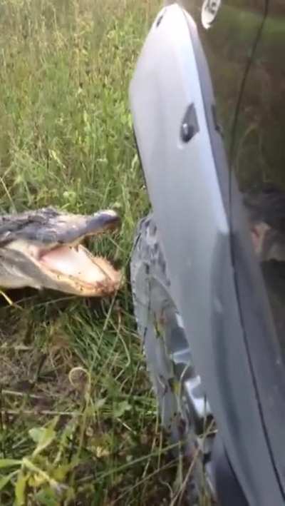 Disrespecting the alligator