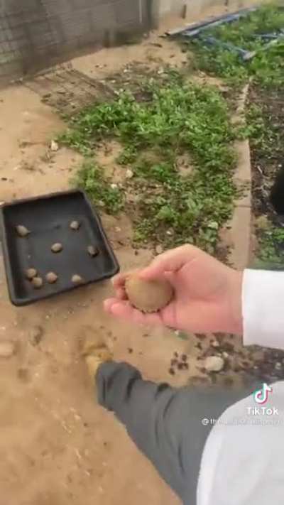 Baby tortoises hatching