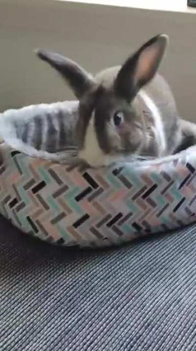 Bought them a new bed, Bailey is already in destruction mode :')