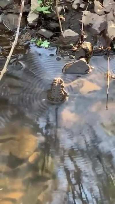 A frog flexing for the females during mating season