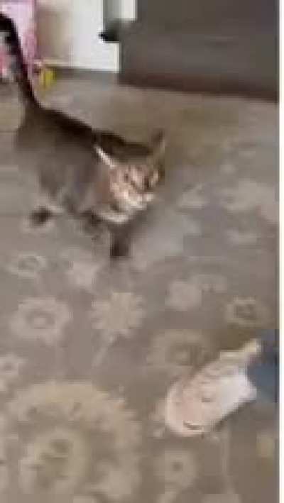 kot