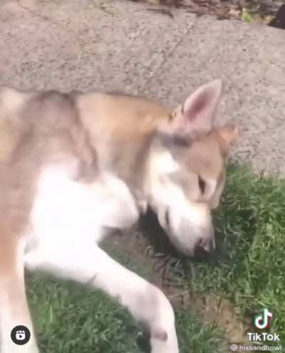 Leave me alone hooman