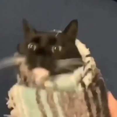 cat burrito