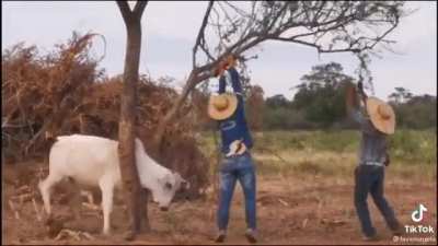 Trying To Help A Stuck Cow 🐮