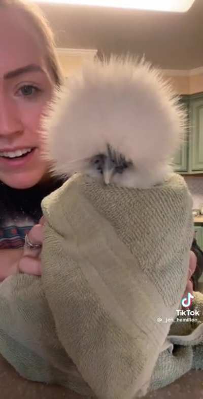 Swaddling a chicken