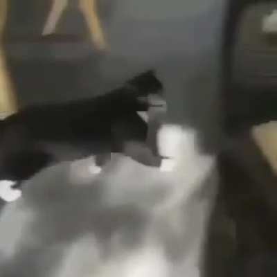 Cat walkin’