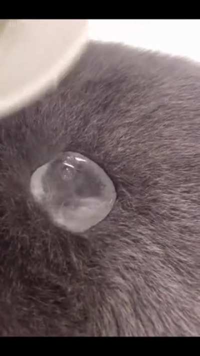 For the first time, i discovered that cat fur is waterproof 😹