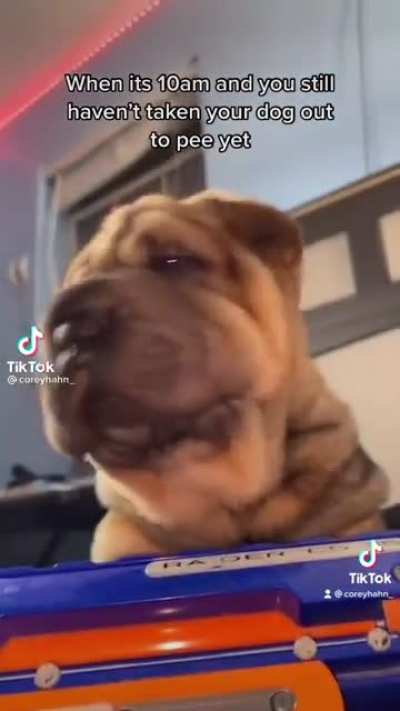 When it's 10am and you still haven't taken the dog out to pee yet