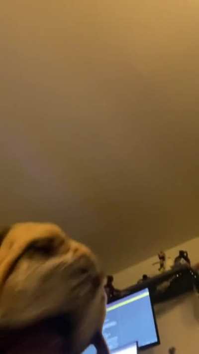 big doggo