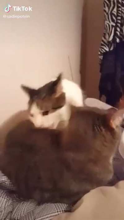 ÆÄÄÄÄÄHHHHHH
