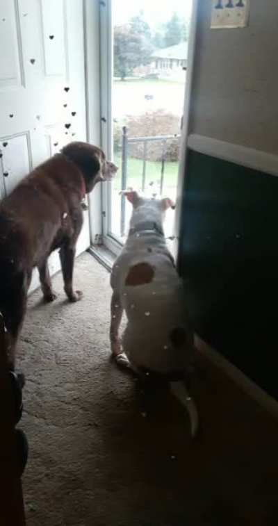 RIP Buddy. The bestest boi