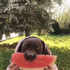 Nom nom nom [Звук]