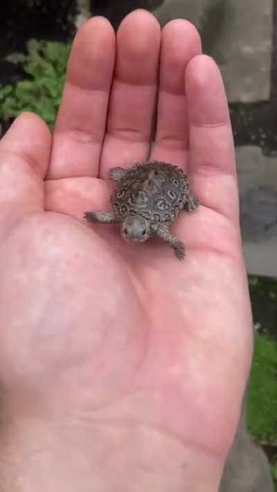 Save video