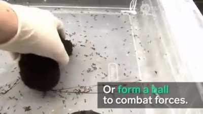 Thanks I hate fire ant ball