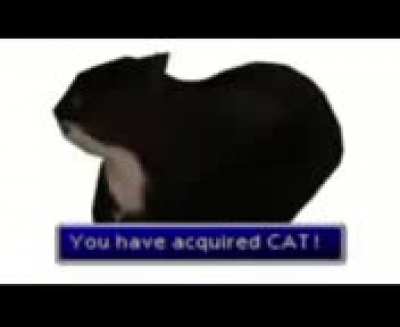 cat