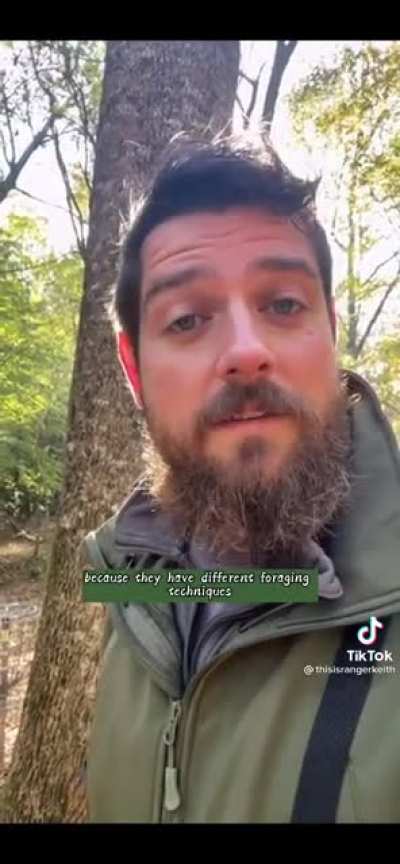 Do different species of birds talk to each other in the wild?