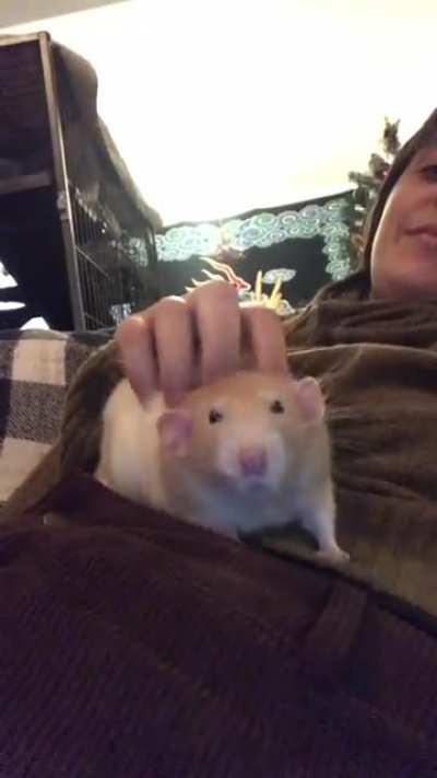 Little rat massage
