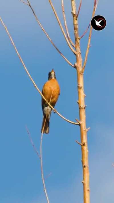 American Robin singing at 5am