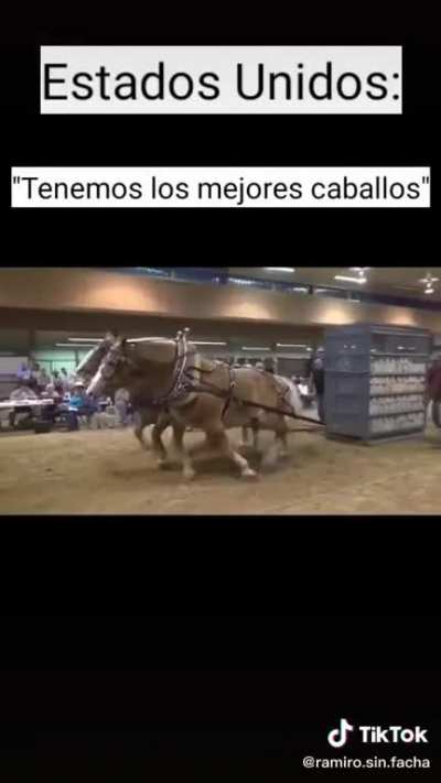 Horse