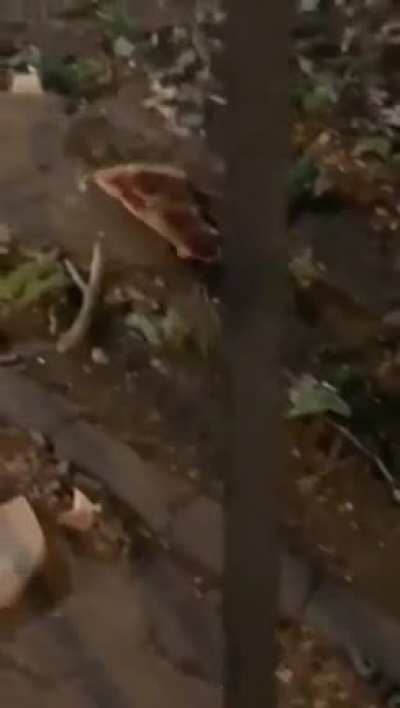 My turtles need me