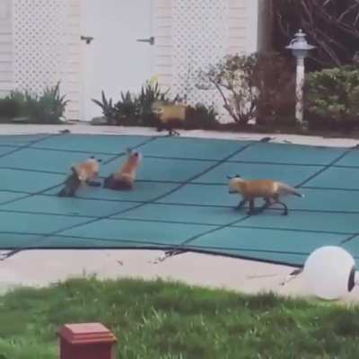 Just fox things