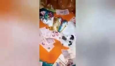 Birthday party celebration for kitten's mom