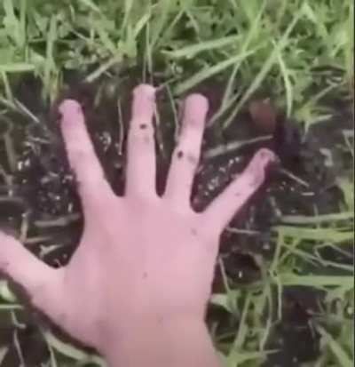 Ant hills are fun