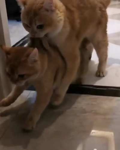 Mom & Big kitten