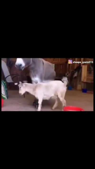 Who is the Ass here?