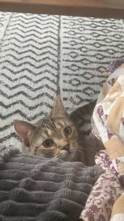 Does anyone else’s cat take forever before they finally decide to pounce?