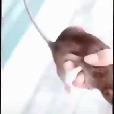 blursed_friend