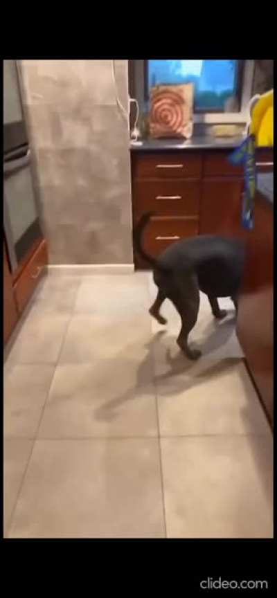 Bad hooman