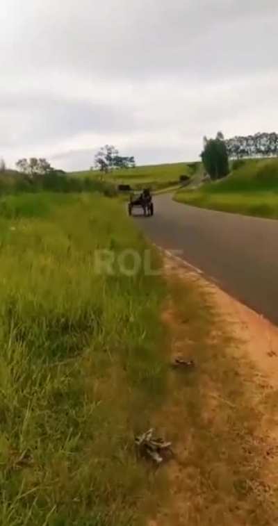 A dog leading a chariot