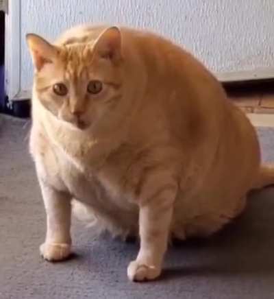 Слишком жирный для жирдяя