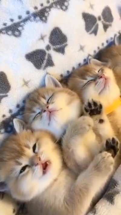 sweet Dreams 🥰
